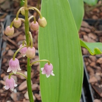 Convallaria majalis var. rosea
